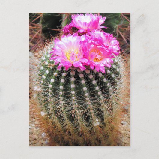 Cactus：Postcard Briefkaart (Voorkant)