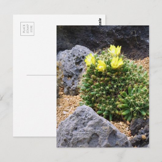 Cactus：Postcard Briefkaart (Voorkant / Achterkant)