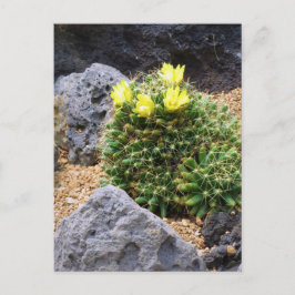 Cactus：Postcard Briefkaart