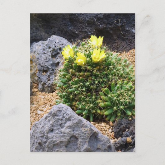 Cactus：Postcard Briefkaart (Voorkant)