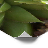 Cactus Poster (Hoek)