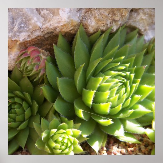 Cactus Poster (Voorkant)