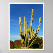 Cactus Poster (Voorkant)