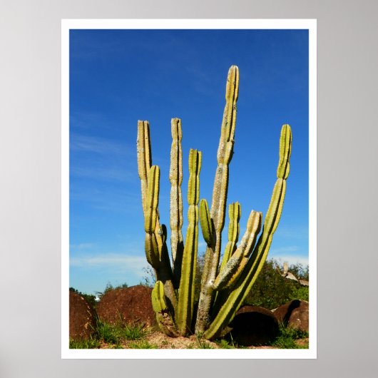 Cactus Poster (Voorkant)
