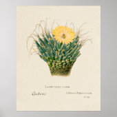 Cactus Poster (Voorkant)