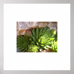 Cactus Poster
