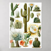 Cactus Poster (Voorkant)