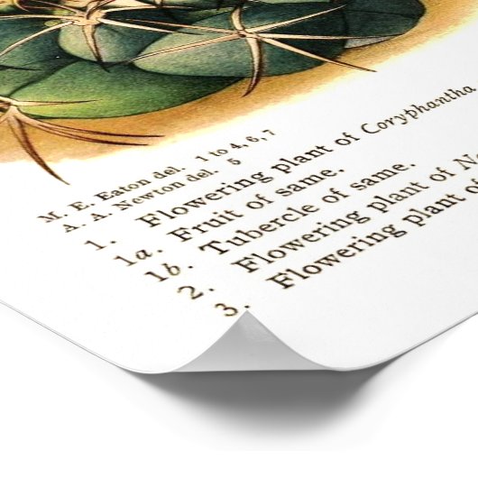 Cactus Poster (Hoek)