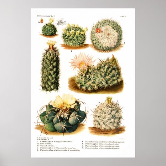 Cactus Poster (Voorkant)