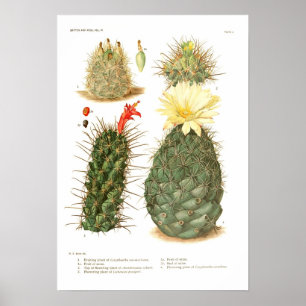 Cactus Poster