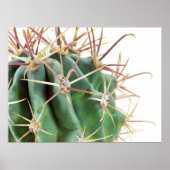 Cactus Poster (Voorkant)