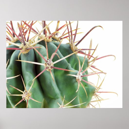 Cactus Poster (Voorkant)