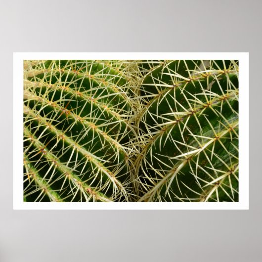 Cactus Poster (Voorkant)