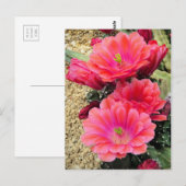 Cactus:Postkaart Briefkaart (Voorkant / Achterkant)