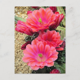 Cactus:Postkaart Briefkaart