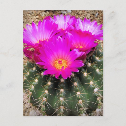 Cactus:Postkaart Briefkaart (Voorkant)
