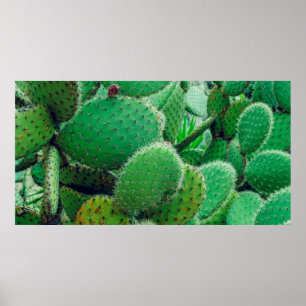 Cactus, prikcactus, cactus, stekels dicht poster