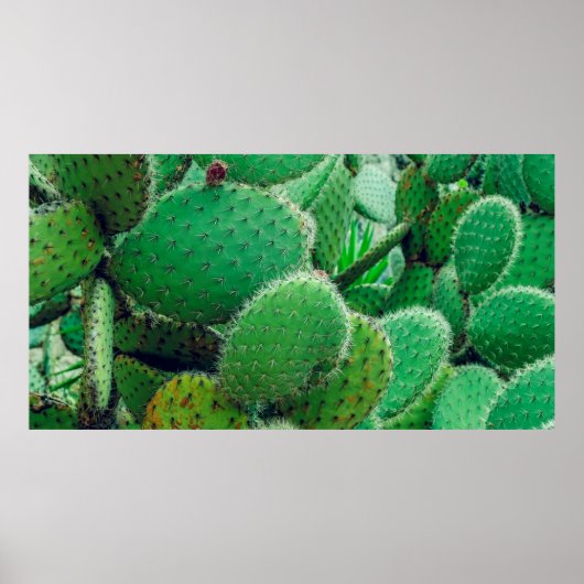 Cactus, prikcactus, cactus, stekels dicht poster (Voorkant)