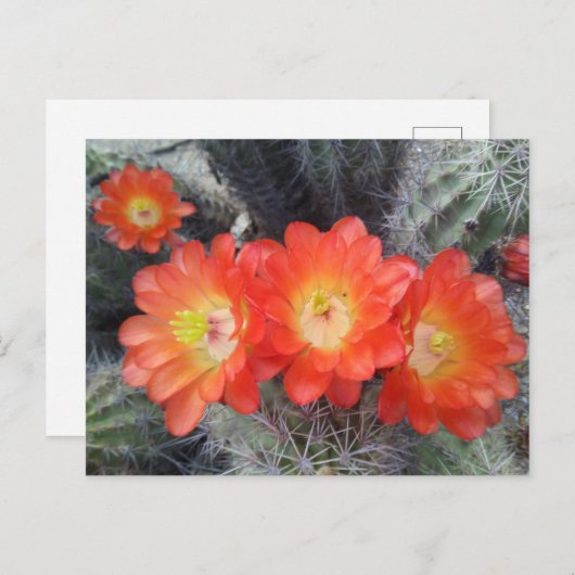 Cactus Quartet Briefkaart (Voorkant / Achterkant)