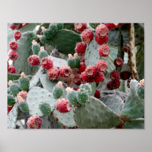 Cactus Red Fruit Photo Value Poster papier