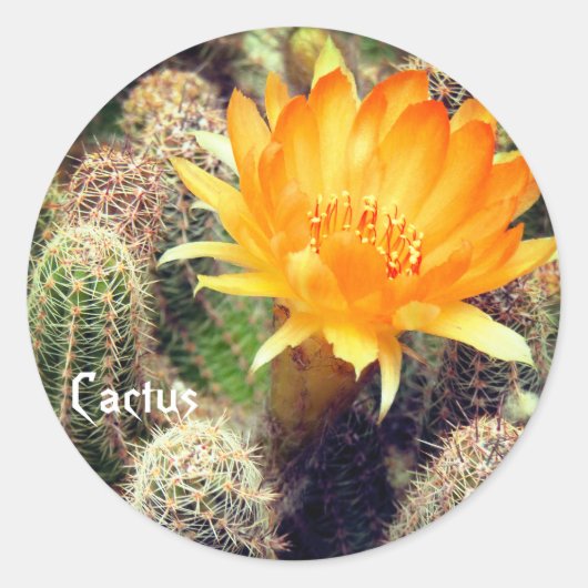 Cactus：Round Seal Ronde Sticker (Voorkant)