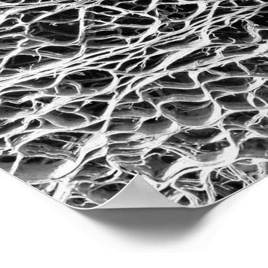 Cactus Skeleton Poster (Hoek)