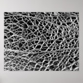 Cactus Skeleton Poster (Voorkant)