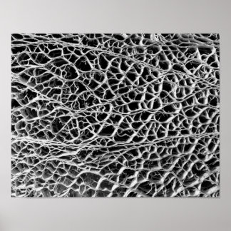 Cactus Skeleton Poster