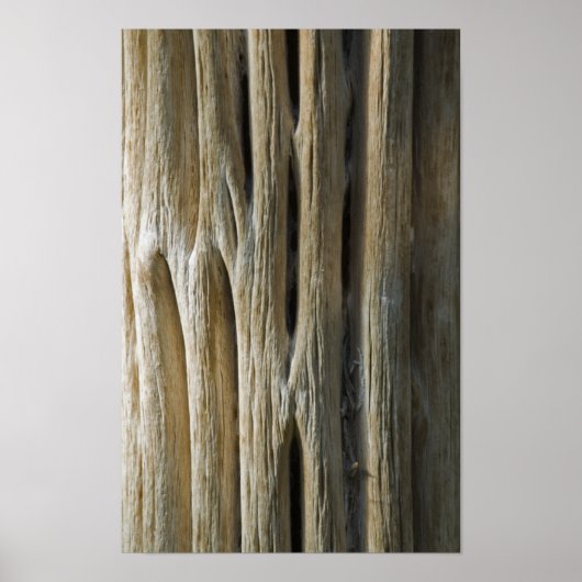Cactus Skeleton Poster (Voorkant)
