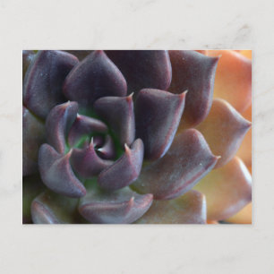 Cactus Sluiten Briefkaart