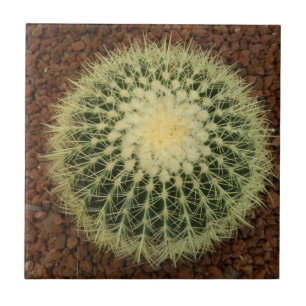 Cactus Small (4,25 x 4,25 inch) keramische foto's Tegeltje
