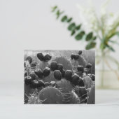 Cactus snoep briefkaart (Staand voorkant)