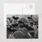 Cactus snoep briefkaart (Voorkant / Achterkant)