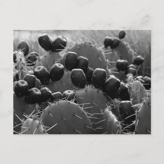 Cactus snoep briefkaart (Voorkant)