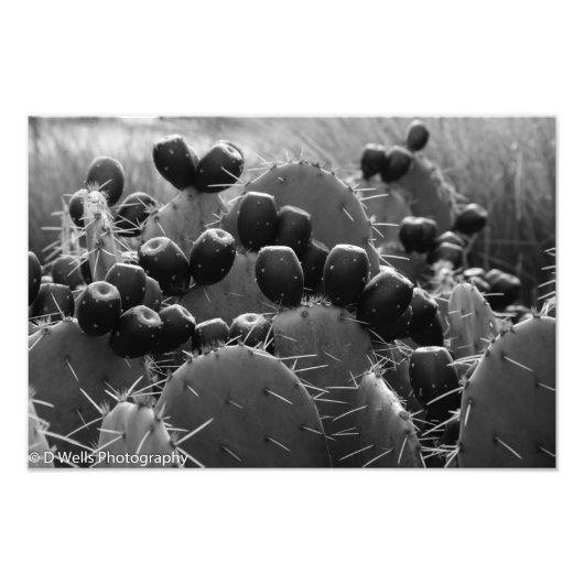 Cactus snoep foto afdruk (Voorkant)