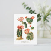 Cactus-soorten Briefkaart (Staand voorkant)