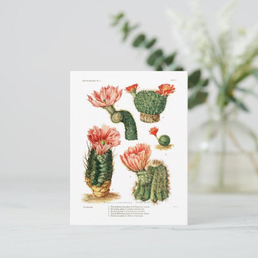 Cactus-soorten Briefkaart (Staand voorkant)