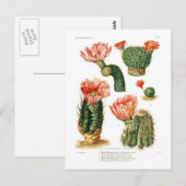Cactus-soorten Briefkaart (Voorkant / Achterkant)