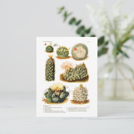 Cactus-soorten Briefkaart (Staand voorkant)