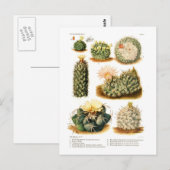 Cactus-soorten Briefkaart (Voorkant / Achterkant)