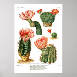 Cactus-soorten Poster