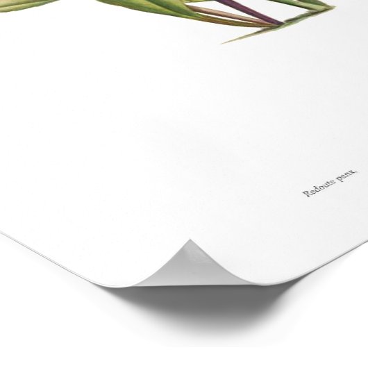 Cactus speciosus poster (Hoek)