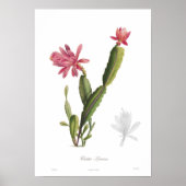 Cactus speciosus poster (Voorkant)