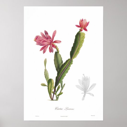 Cactus speciosus poster (Voorkant)