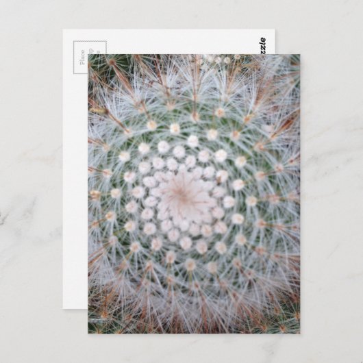 Cactus Spiral Briefkaart (Voorkant / Achterkant)