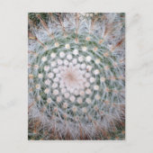 Cactus Spiral Briefkaart (Voorkant)
