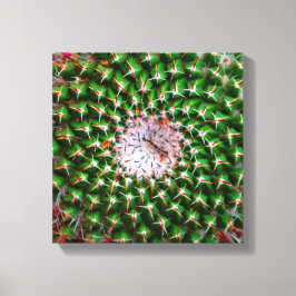 Cactus Spiral Canvas Afdruk