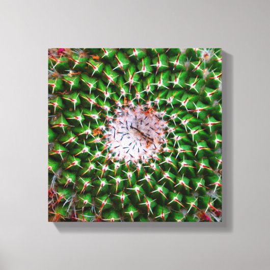 Cactus Spiral Canvas Afdruk (Voorkant)