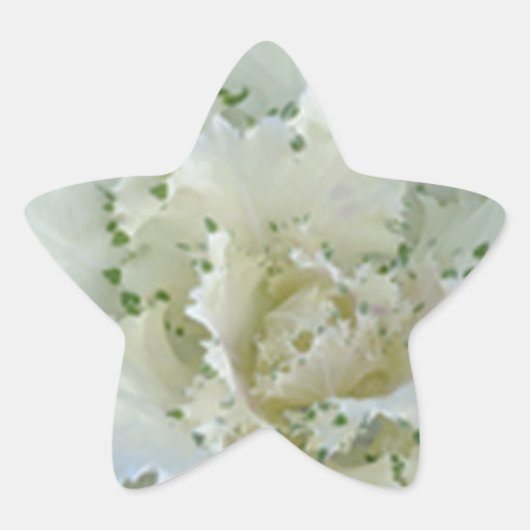 Cactus Ster Sticker (Voorkant)