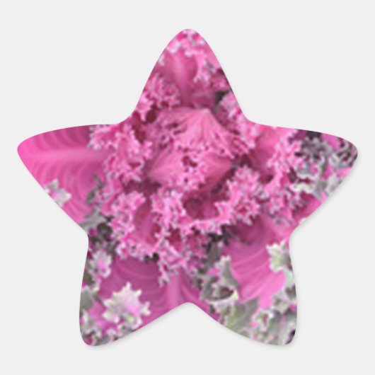 Cactus Ster Sticker (Voorkant)